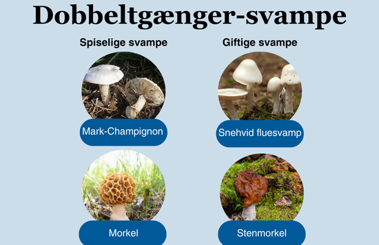 Dobbeltgængersvampe 