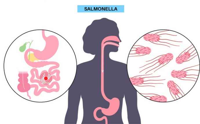 Salmonella