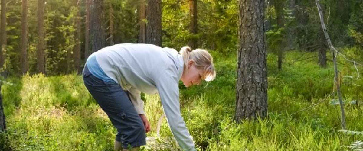 Gode råd til din svampejagt