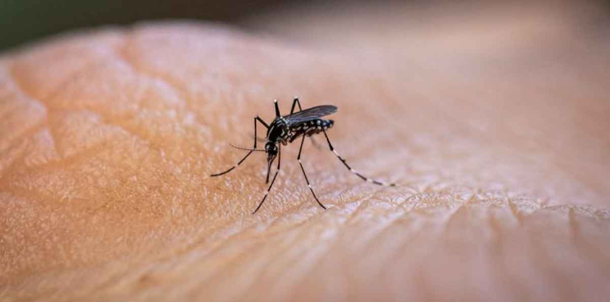 Chikungunya