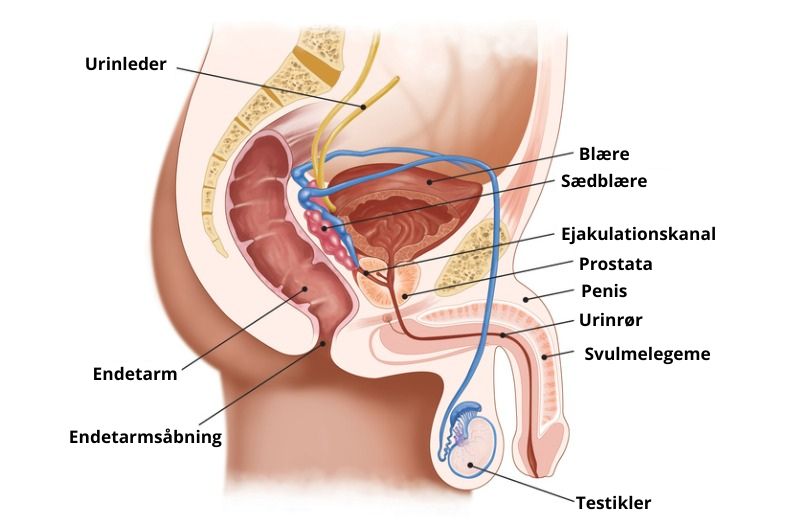 Illustration af mandens anatomi