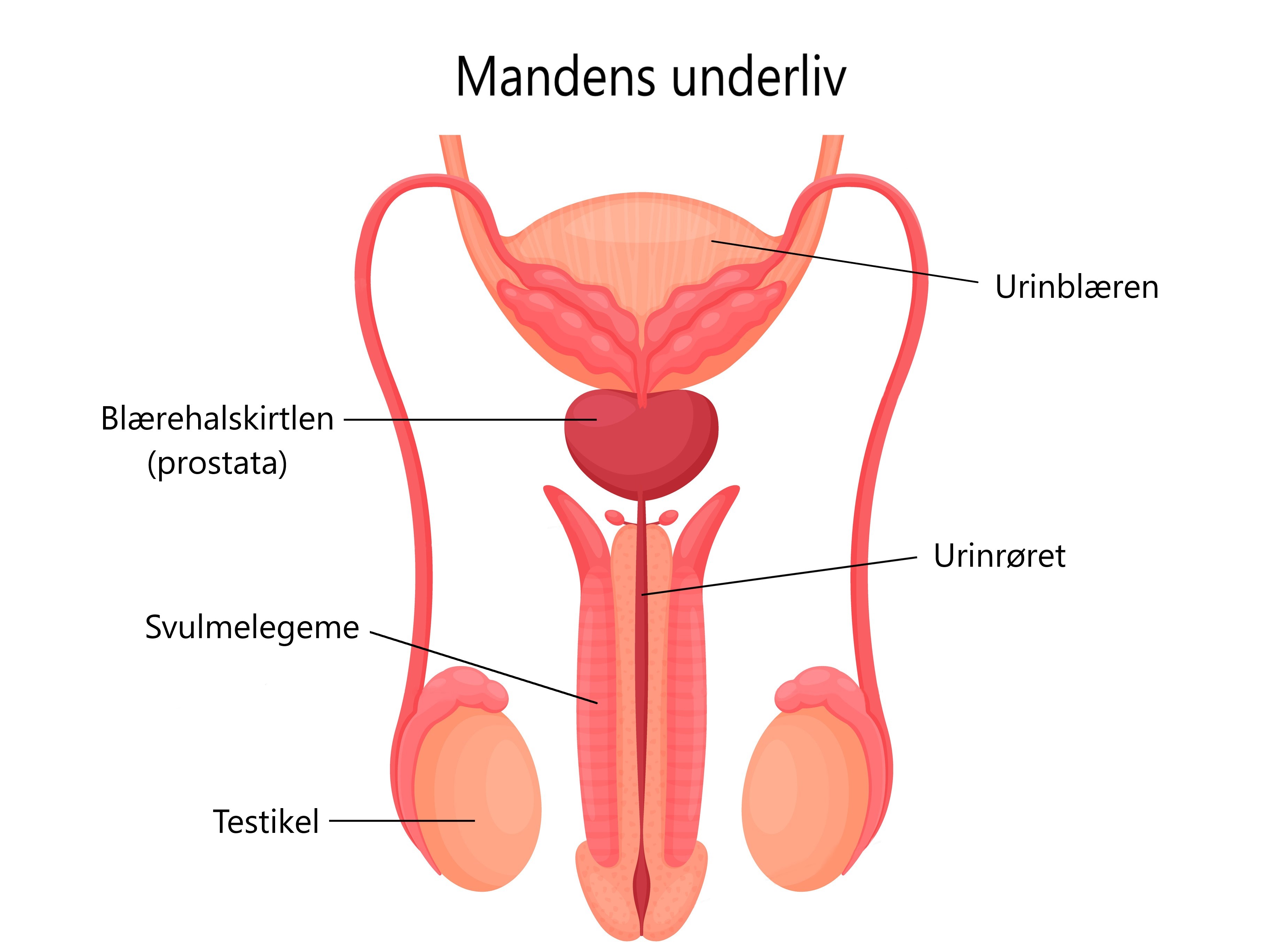 Orgasme - Mandens underliv