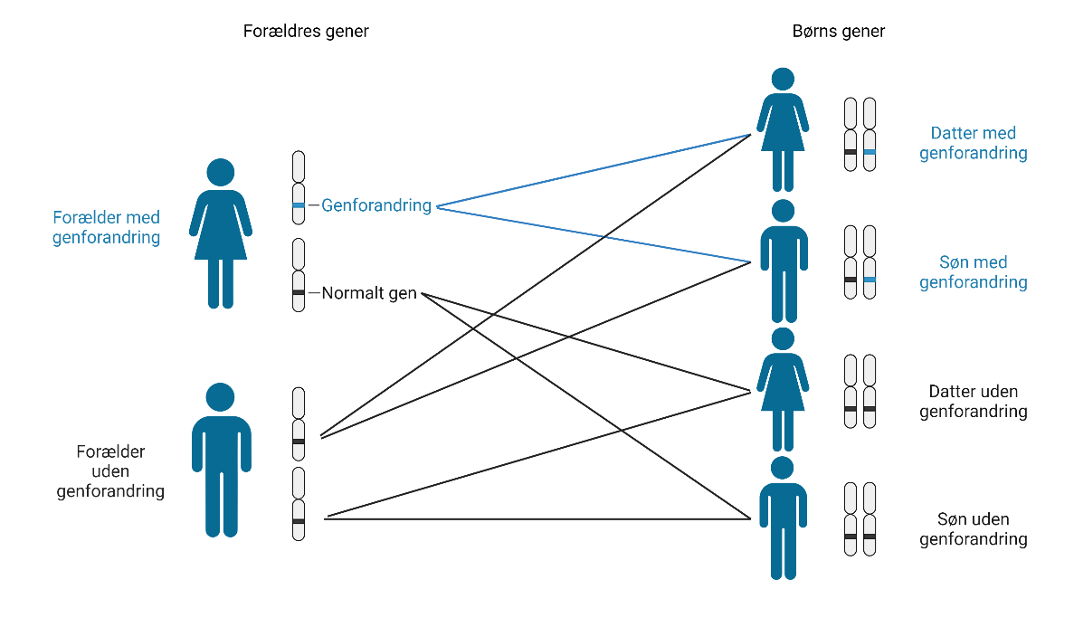 Figur over arvegangen for BRCA-generne